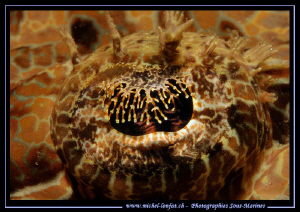 The eye of a Crocodile Fish... :O)... by Michel Lonfat 